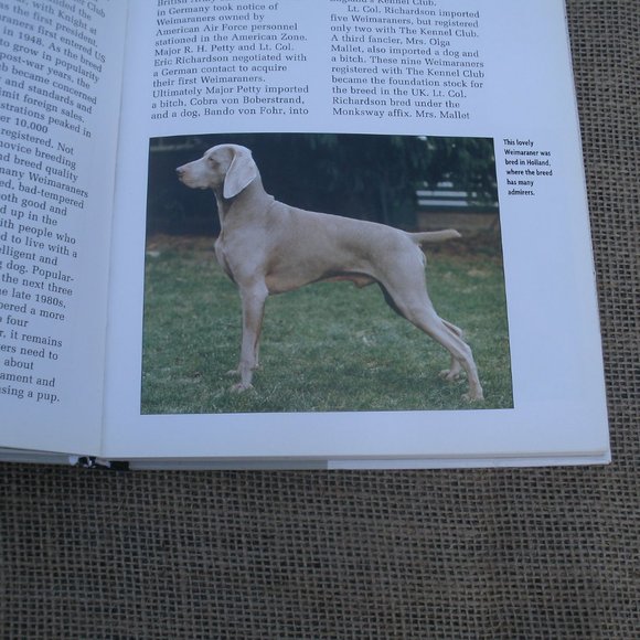 Weimaraner A Comprehensive Guide Dog Book - Picture 12 of 16
